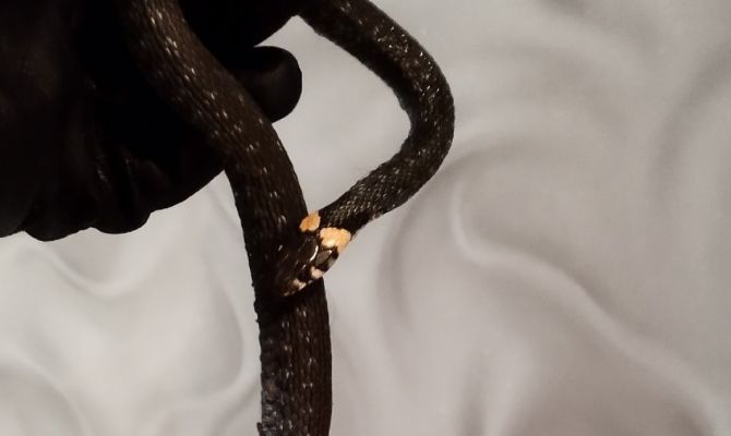 В Туле в квартиру ночью забралась змея