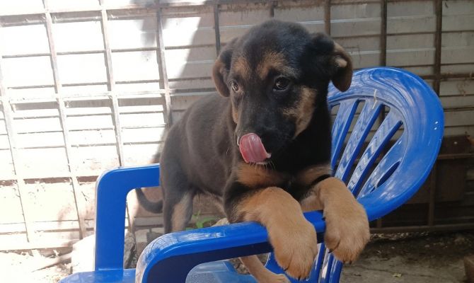 Тульский центр помощи бездомным животным объявил сентябрьские «Дни стольника»