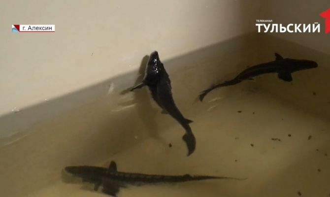 Под Тулой научились делать черную икру