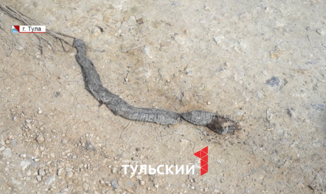 В Тульской области проснулись гадюки: как защитить себя от укусов змеи