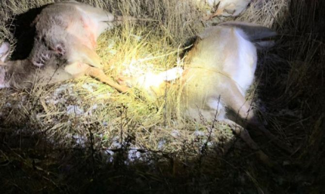 Туляк в Калуге расстрелял лосей, оленей и косулю