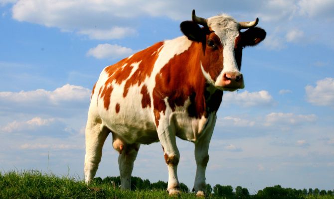 Коз и коров в России предложили маркировать