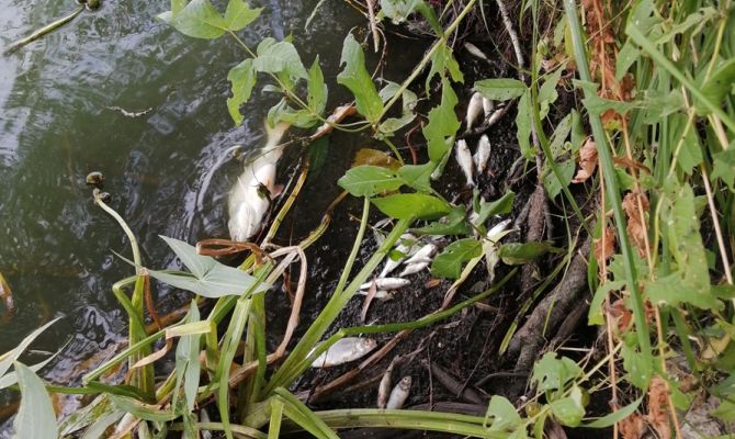 Жители Новомосковска сообщили о массовой гибели рыбы в Любовском водохранилище