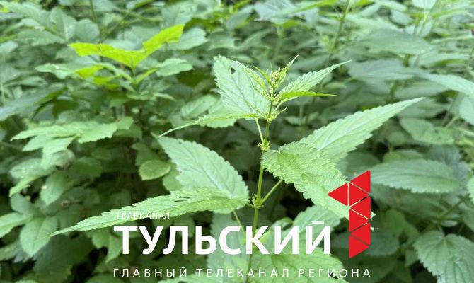 Эксперт назвал побочные эффекты трав с луга