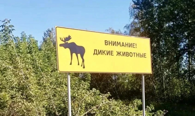 Тульским водителям назвали порядок действий при встрече с лосем на дороге
