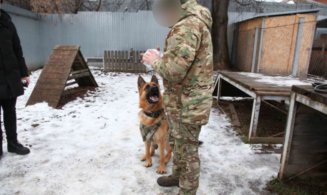 Пес Байкал после восстановления отправится в зону СВО