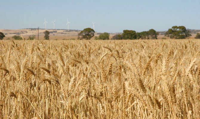 В России запретили сажать пшеницу вдоль железных дорог