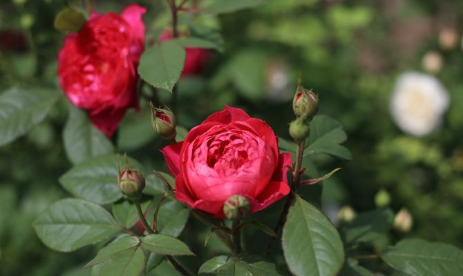 В Ясной Поляне высадили исторические розы сортов 18-19 веков