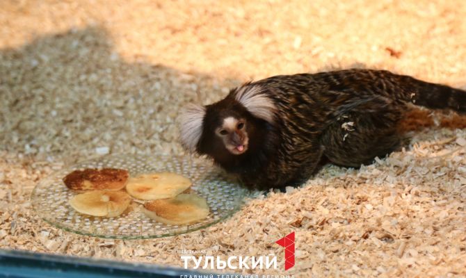 В Тульском экзотариуме испекли блины для сурков и игрунок