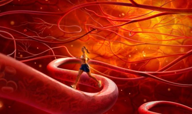 Ученые рассказали, как омолодить сосуды