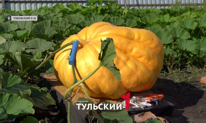 В Узловой на огороде вырастили 300-килограммовую тыкву
