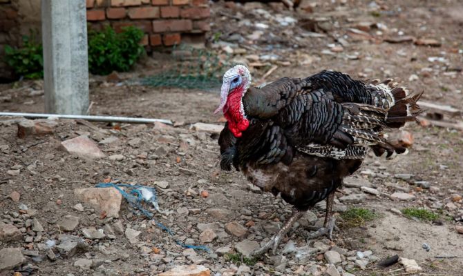 В Тульской области делали фарш из кролика и индейки с антибиотиком
