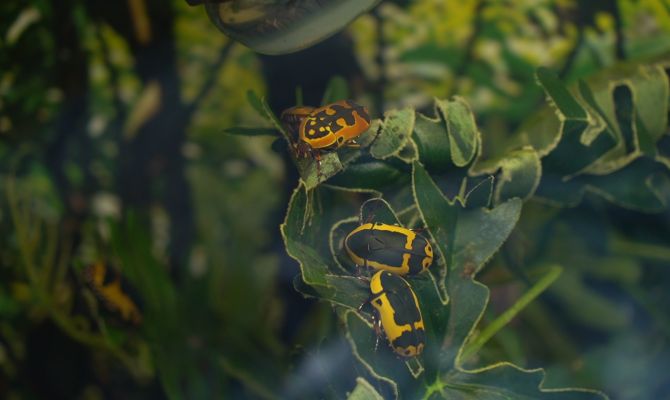 Зачем туляки по своей воле заводят дома тараканов