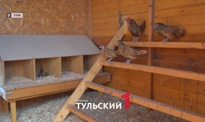 Заводчик из Тулы разработал меню для восстановления популяции редких птиц