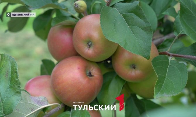 Тульские аграрии готовятся к рекордному урожаю яблок