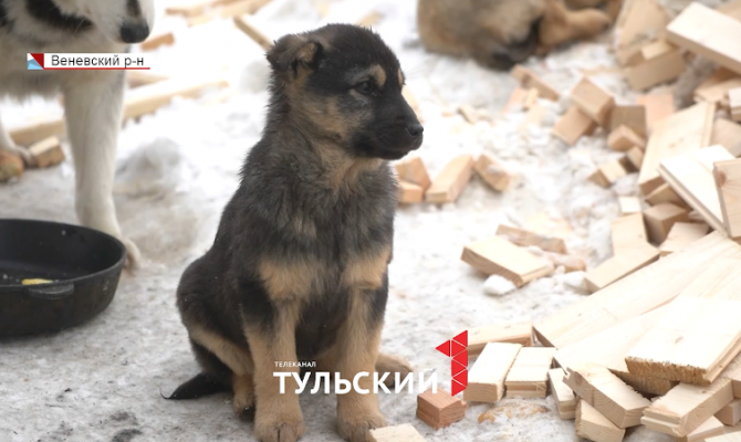 Под Веневом отравили 8 собак: догхантеров ищут жители и полиция