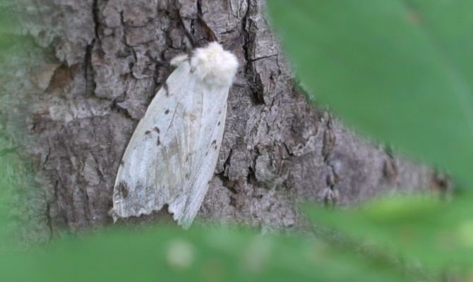 Белоусовский парк рискует остаться без деревьев из-за нашествия шелкопряда
