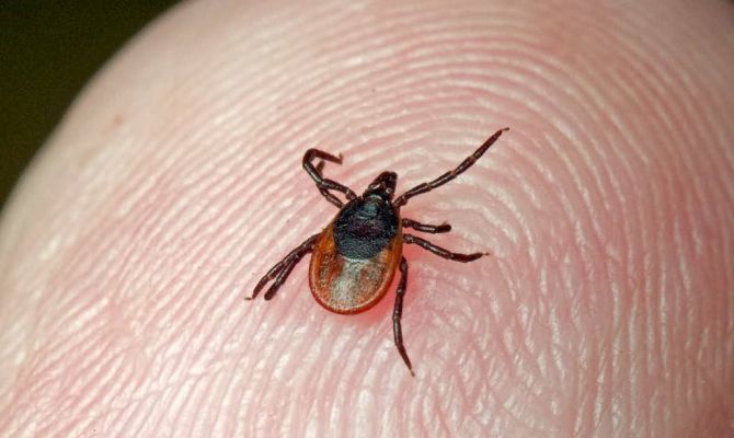 Клещи атакуют: 89 тысяч россиян пострадали от укусов