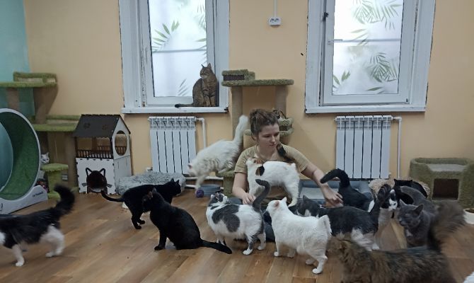 В Туле 60 собак и кошек могут остаться без ветеринарной помощи из-за долгов