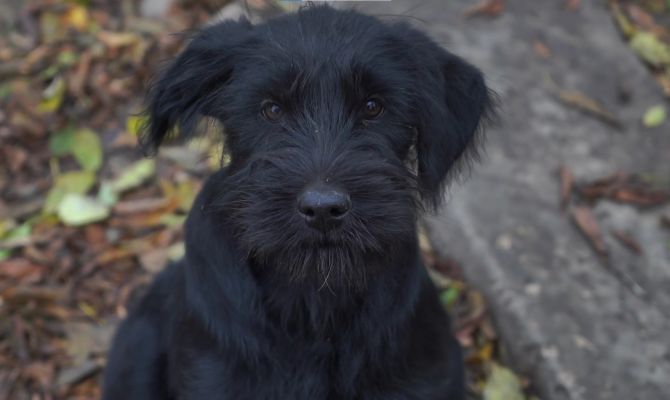 Жители Веневского района сообщили о массовом отравлении собак