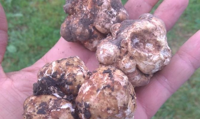 Тулячка нашла в лесу  редкий белый трюфель