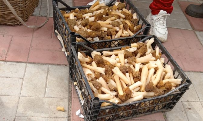 В Тульской области открыли грибной сезон