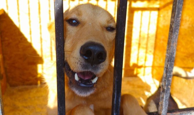 Тульский приют "Любимец" запустил благотворительную акцию "Дни стольника"