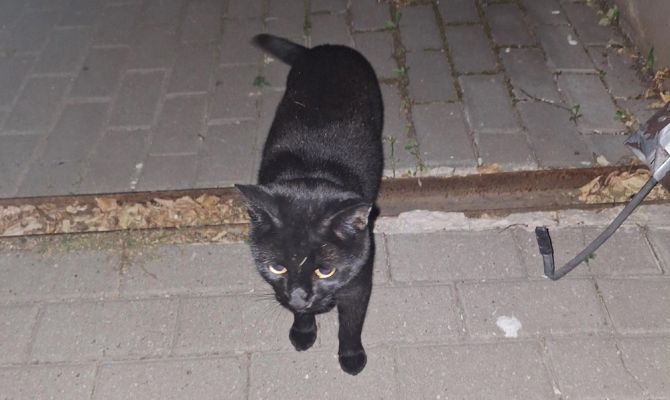 В Тульскую духовную семинарию пришел потерявшийся кот в ошейнике