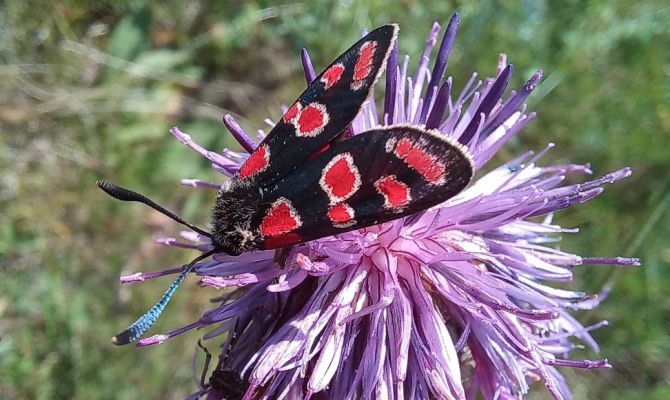 В Тульской области заметили вымирающую бабочку с необычной расцветкой