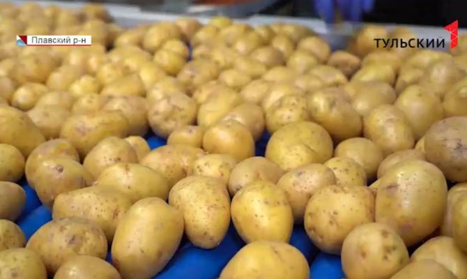 В Тульскую область поступило более 40 тонн карантинного картофеля
