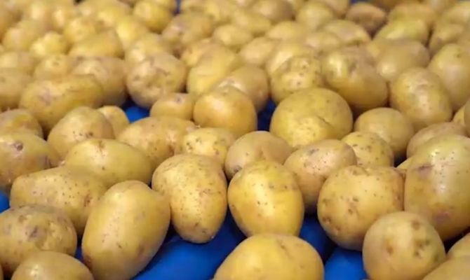 В Тульской области подорожал картофель и подешевела водка