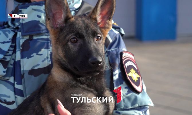 Как добиться от собаки послушания и сделать ее другом: совет кинолога