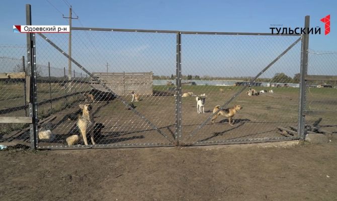 Жители села в Тульской области страдают от убегающих из самодельного приюта бездомных животных