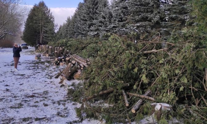 Прокуратура проверит законность вырубки туй у Братской могилы в Донском