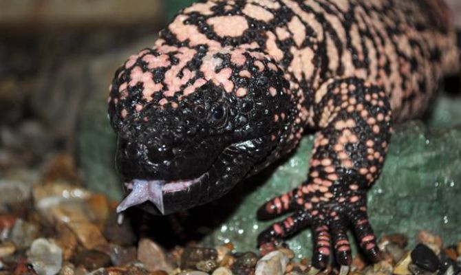 Туляки узнают, что по ночам творится в экзотариуме