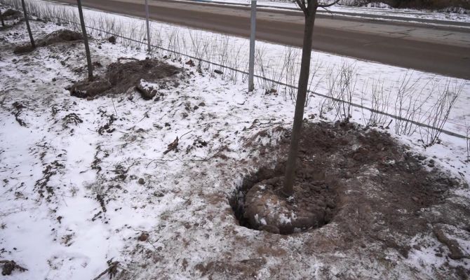 Щекинские чиновники объяснили высадку деревьев в 8-градусный мороз
