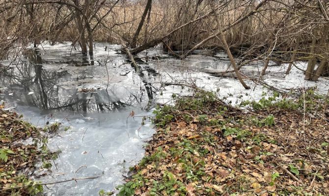 В Донском образовалось болото из стоков