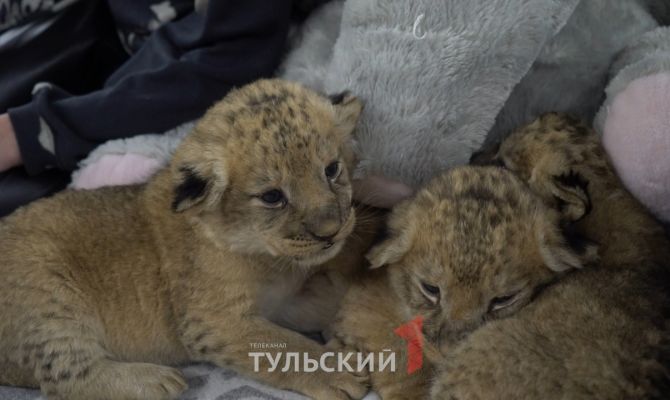 В Туле выбрали имена для 4 новорожденных львят