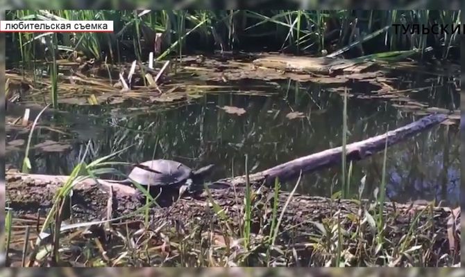 Сотрудники тульского экзотариума рассказали, как содержать рептилий в домашних условиях