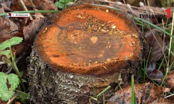 Как тулякам спилить дерево во дворе дома и не нарваться на штраф