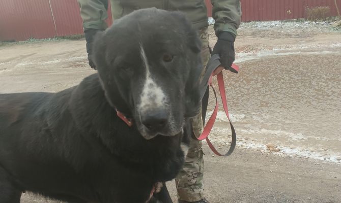 В Туле брошенный в лесу алабай нашел новый дом