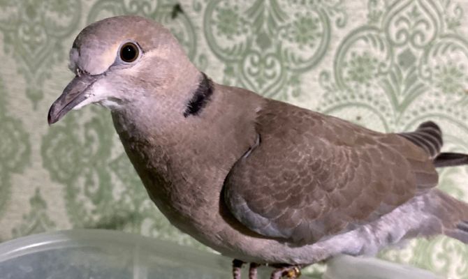 Тульские волонтеры спасли контуженого свиристела и снегиря