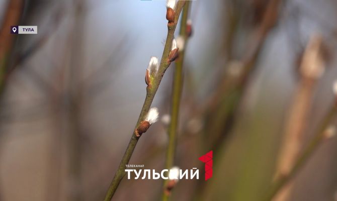 В Тульской области зацвела ольха: как подготовиться к сезону аллергий