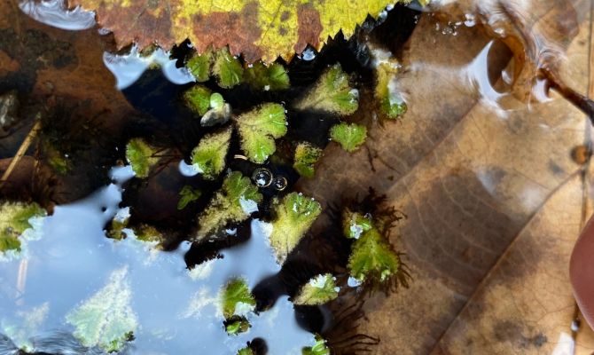 В Тульской области обнаружили краснокнижный мох в форме "сердечка"