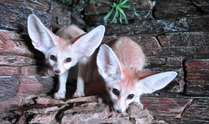 Туляки присоединились к мировому флешмобу о "ми-ми-мишности" животных