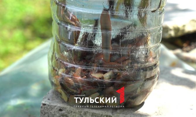 В Тульской области завелись испанские слизни