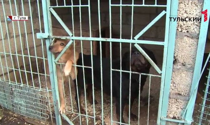 Как тулякам взять животное из приюта "Любимец"