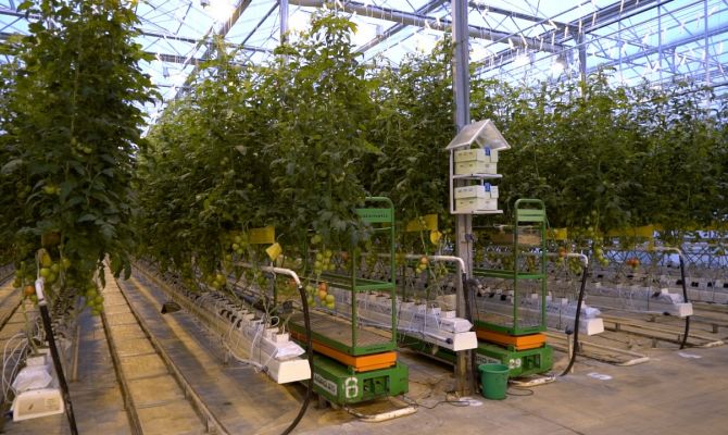 Электрическое солнце: как в Тульской области увеличат урожай томатов