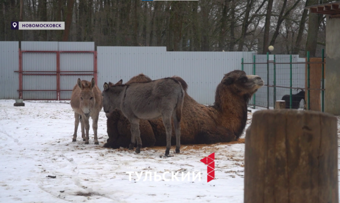 Астраханский верблюд Жора встретит Новый год в Новомосковске