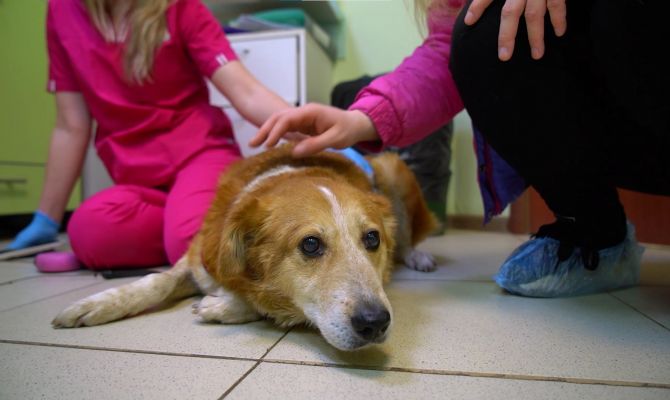 Дворняга Мандаринка в Туле во второй раз борется с раком